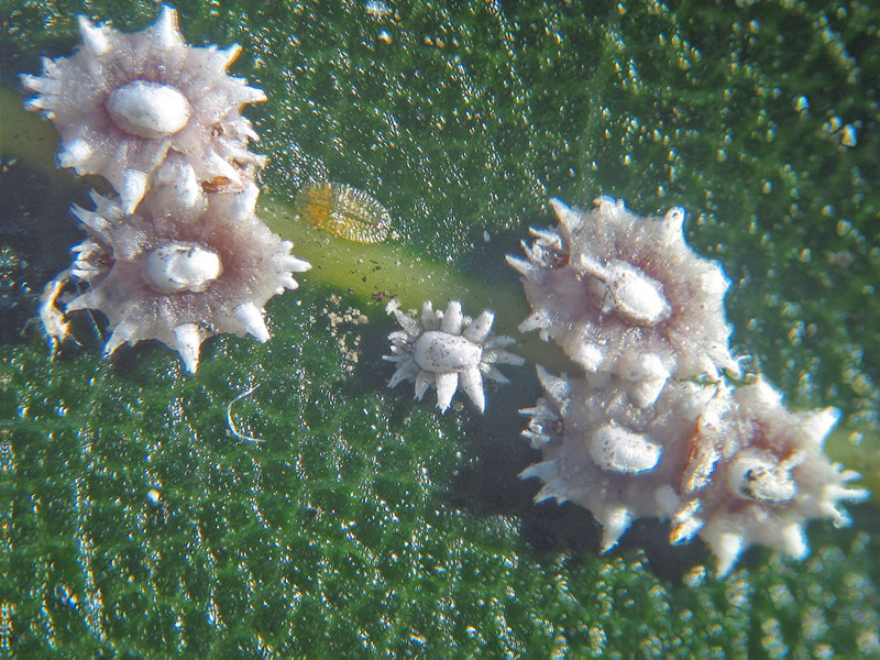 Ceroplastes rusci (=nerii)